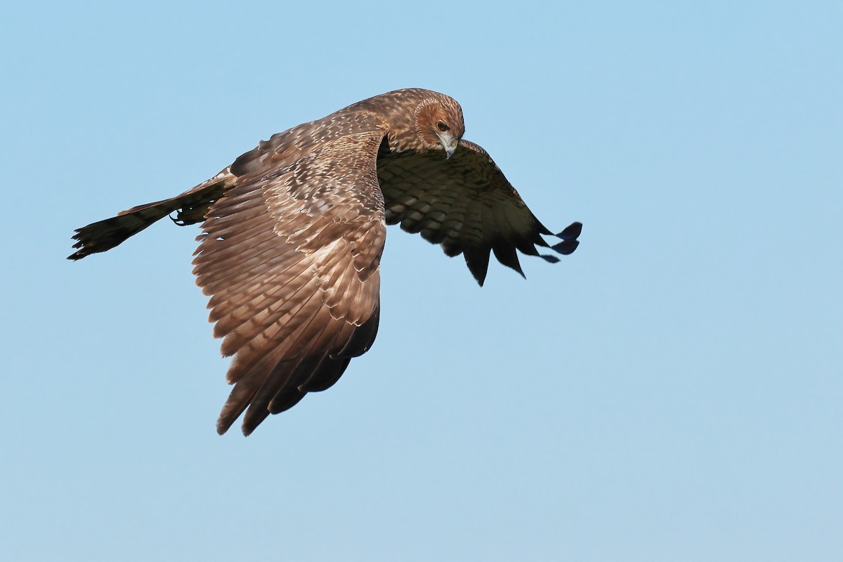 Spotted Harrier - ML584577561