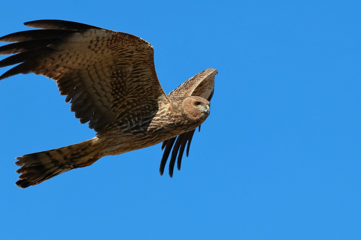 Spotted Harrier - ML584577571