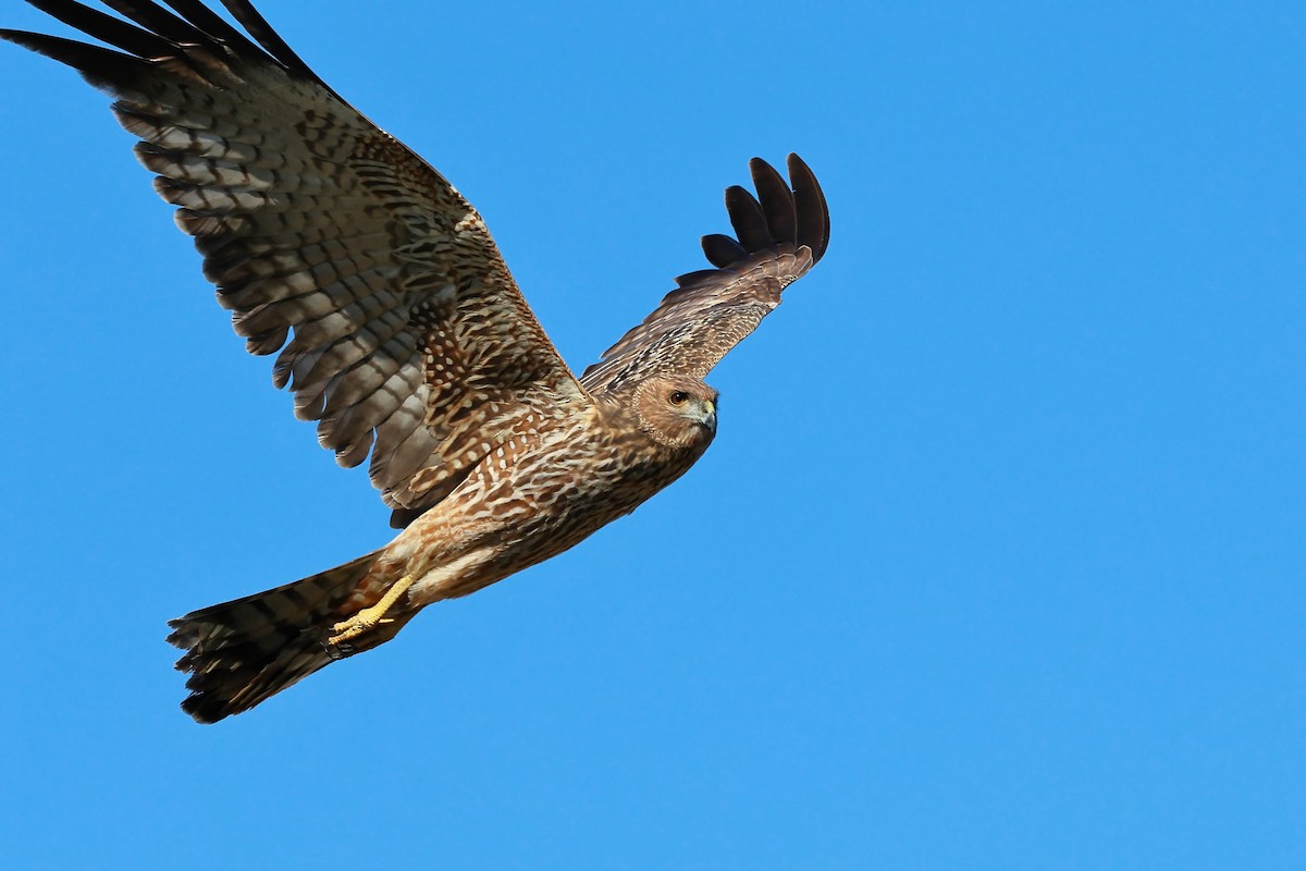 Spotted Harrier - ML584577581