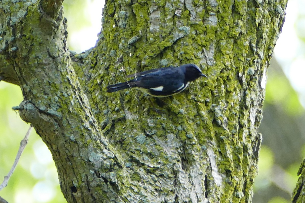 Black-throated Blue Warbler - Peter Kaestner