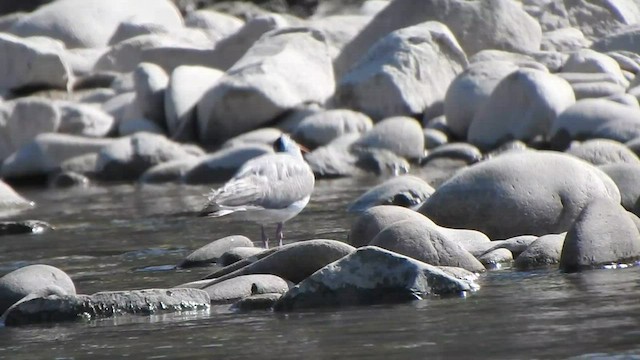 Bec-d'ibis tibétain - ML584579481