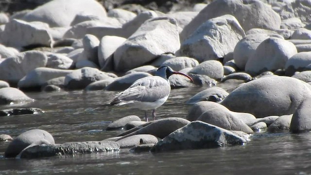 Bec-d'ibis tibétain - ML584579511