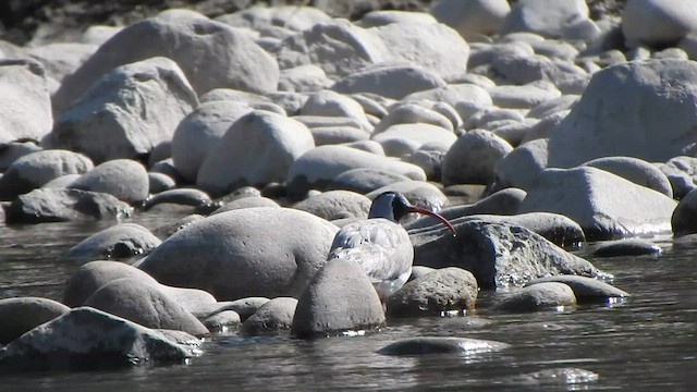 Bec-d'ibis tibétain - ML584579681