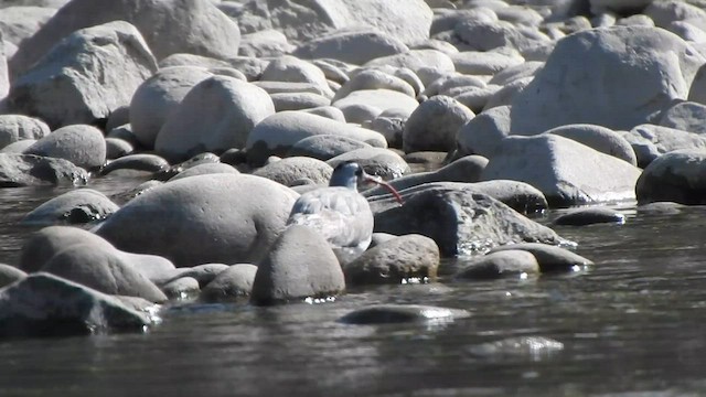 Bec-d'ibis tibétain - ML584579691
