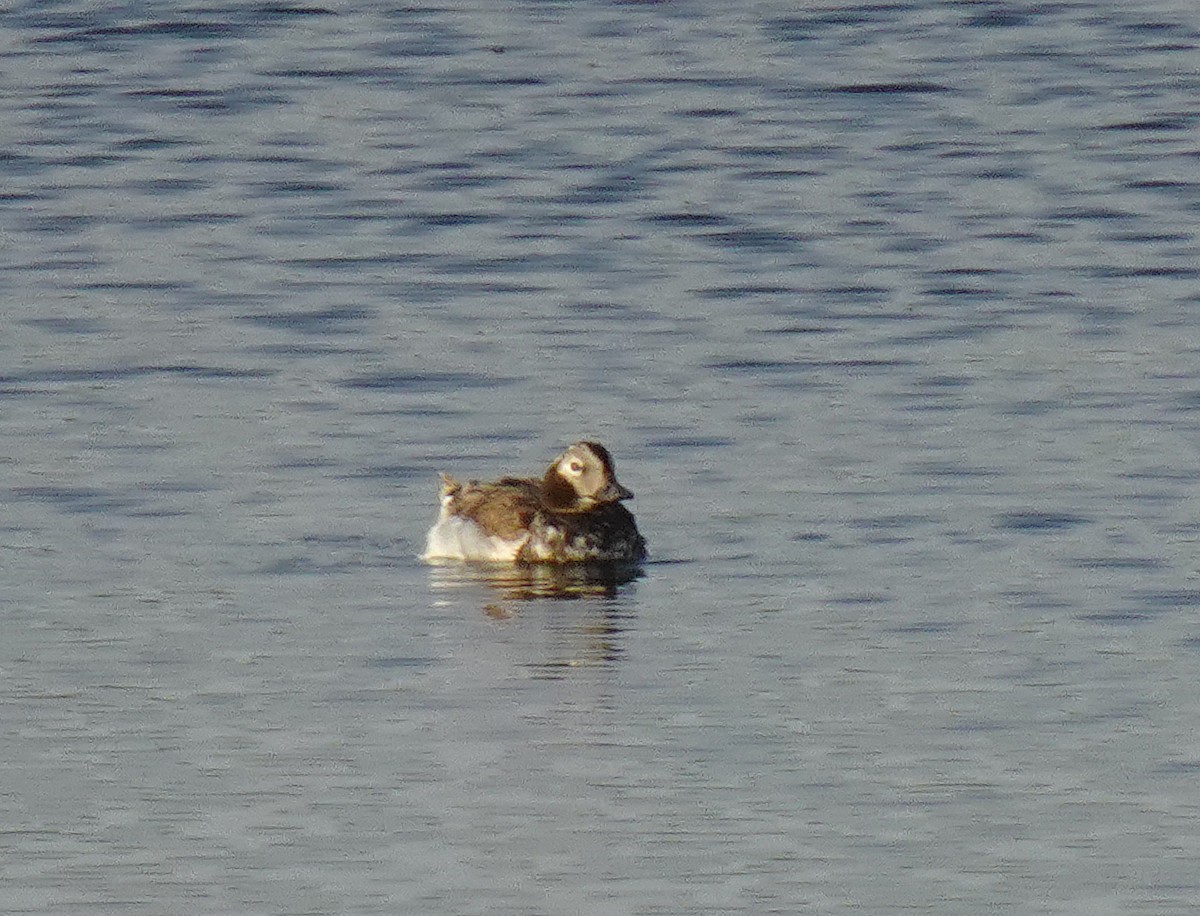 Long-tailed Duck - ML584579761