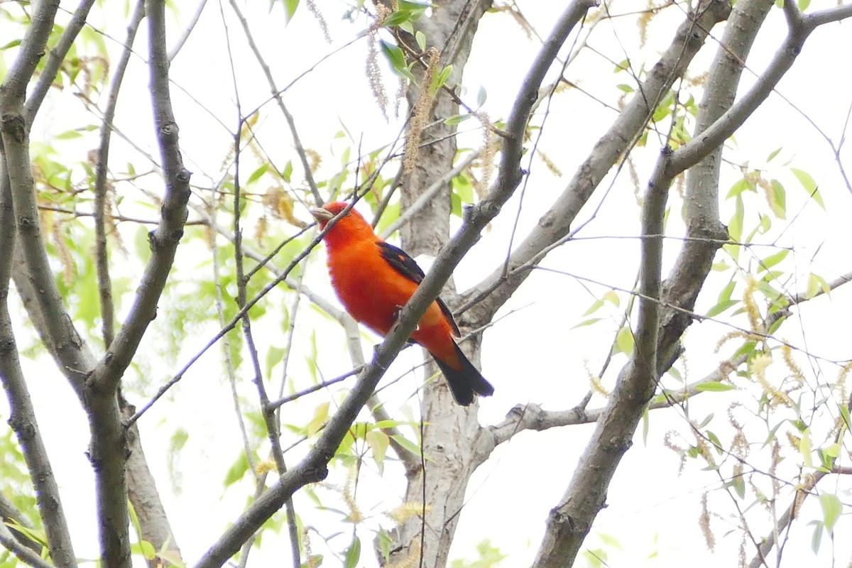 Scarlet Tanager - ML58458101
