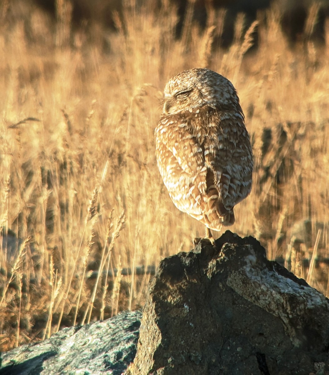 Burrowing Owl - ML584586361