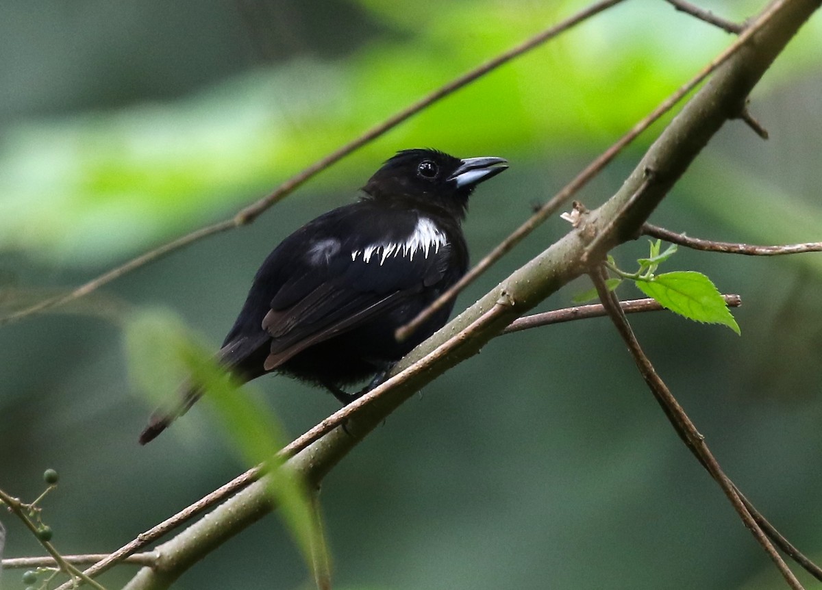 White-shouldered Tanager - ML584586741
