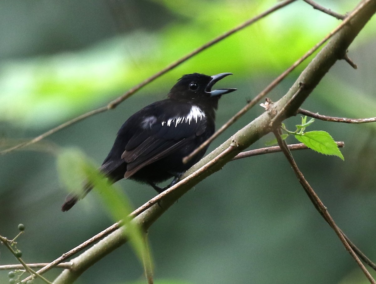 White-shouldered Tanager - ML584586751