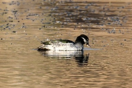 Green Pygmy-Goose - Russell Waugh