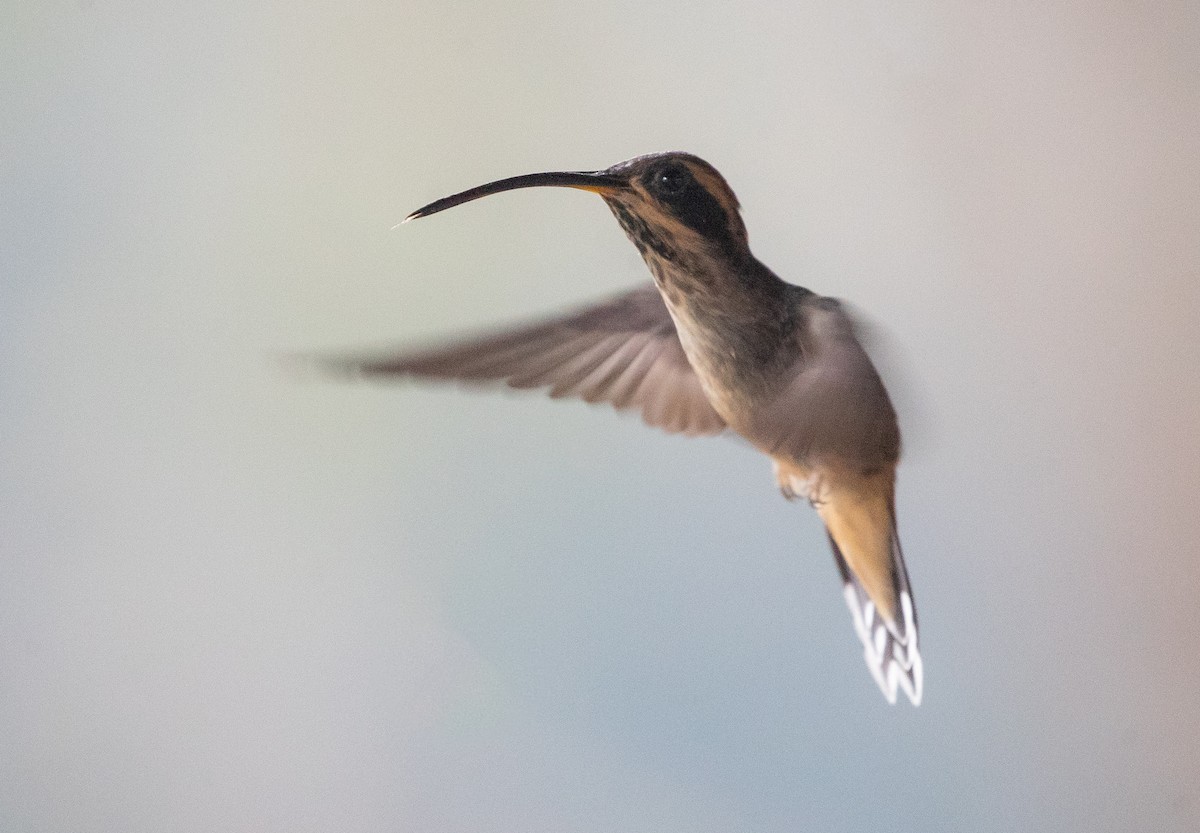 Scale-throated Hermit - ML584591941