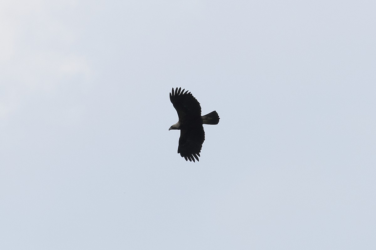 White-tailed Eagle - ML584597651