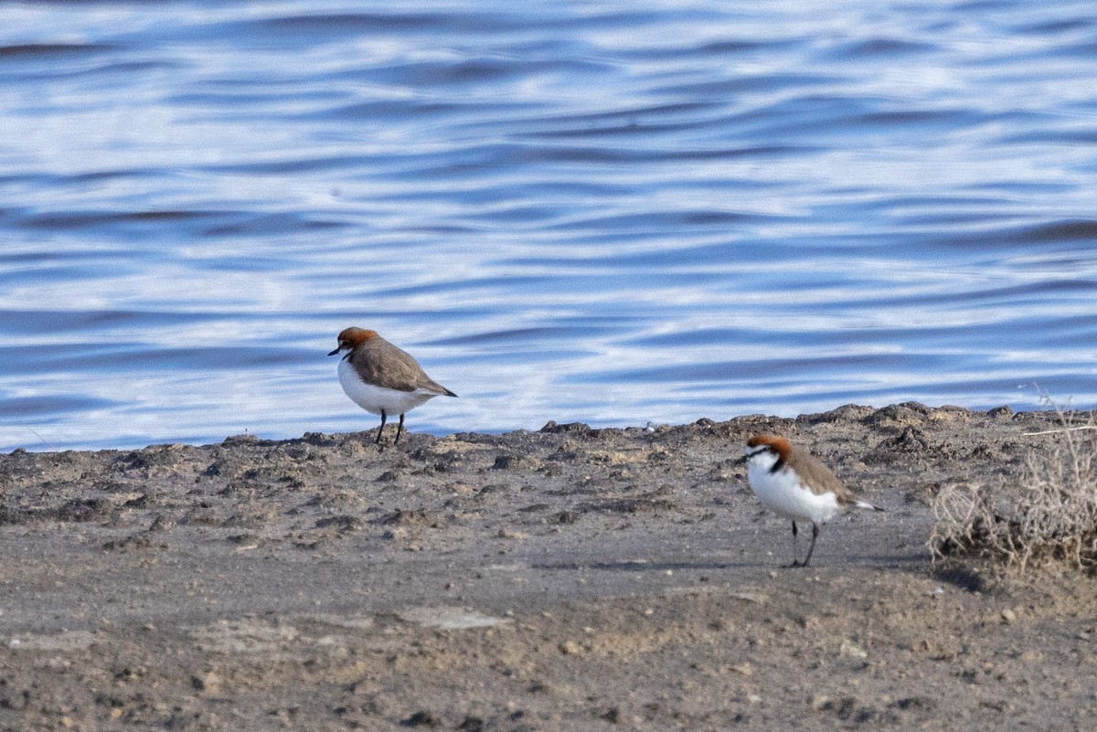 Red-capped Plover - ML584601851