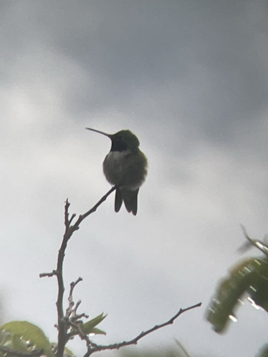 Broad-tailed Hummingbird - ML584603131