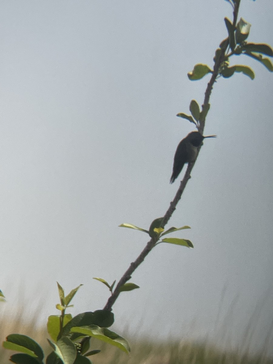 Broad-tailed Hummingbird - ML584603601