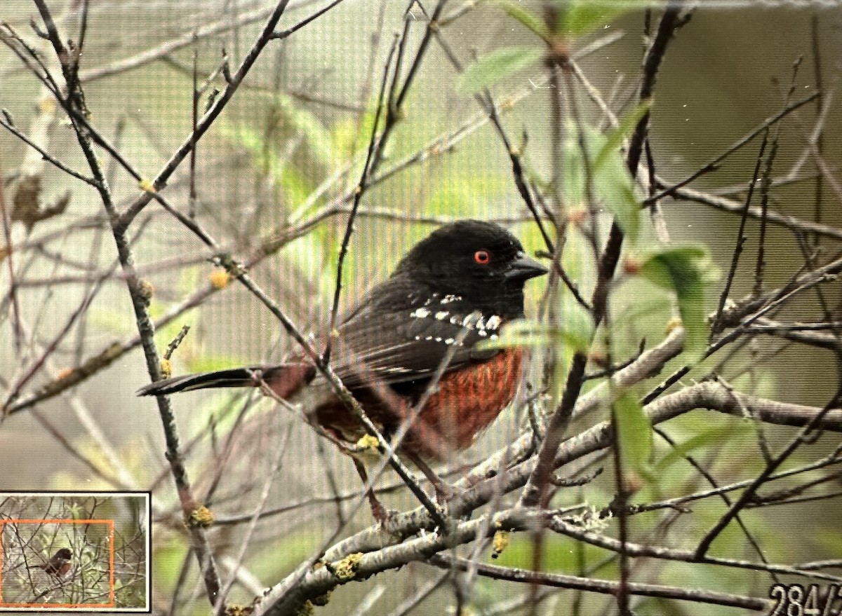 Spotted Towhee - ML584607141