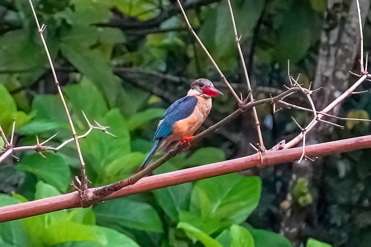 Stork-billed Kingfisher - LA Phanphon