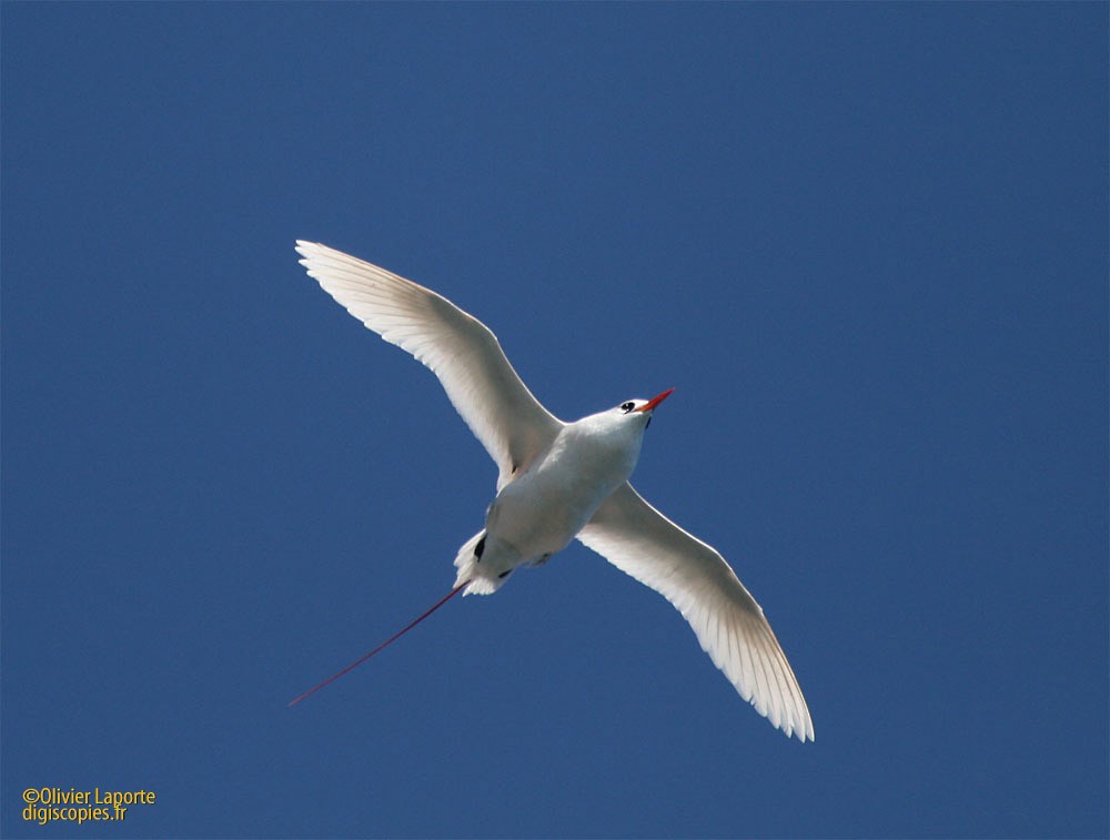 Red-tailed Tropicbird - ML584612401
