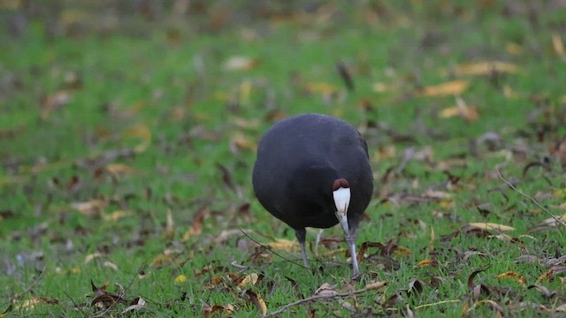 Red-knobbed Coot - ML584617841