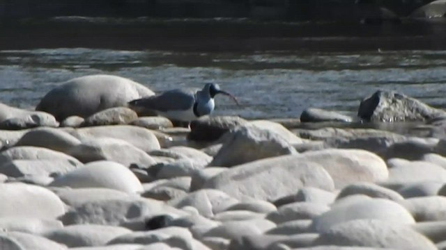 Bec-d'ibis tibétain - ML584618191