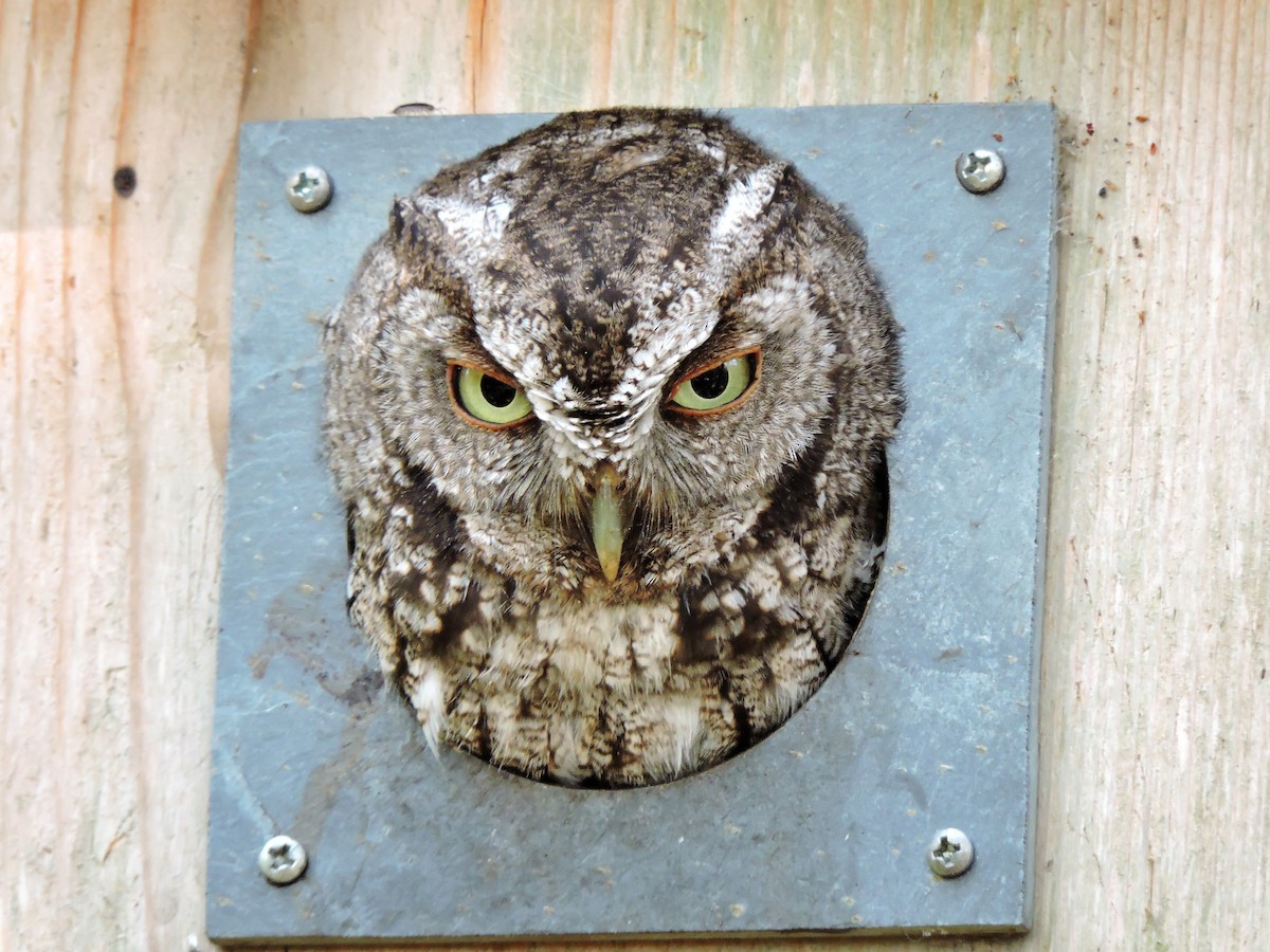 Eastern Screech-Owl - S. K.  Jones