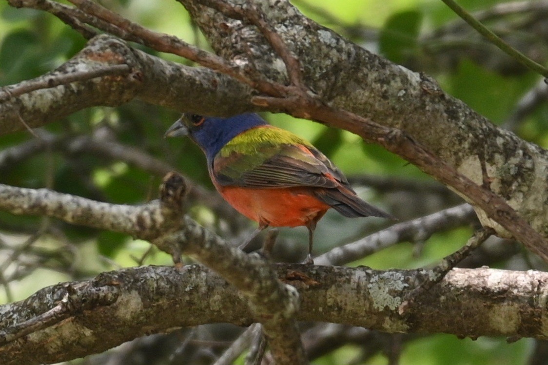Painted Bunting - ML584628311