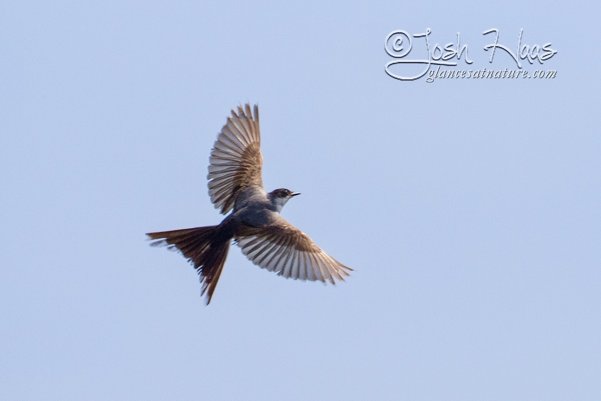 Fork-tailed Flycatcher - ML58463621