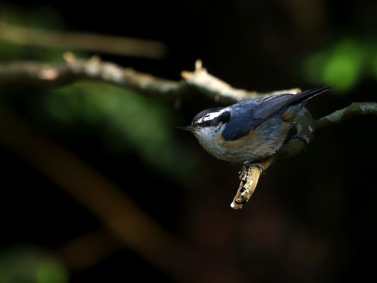 Red-breasted Nuthatch - ML584636961