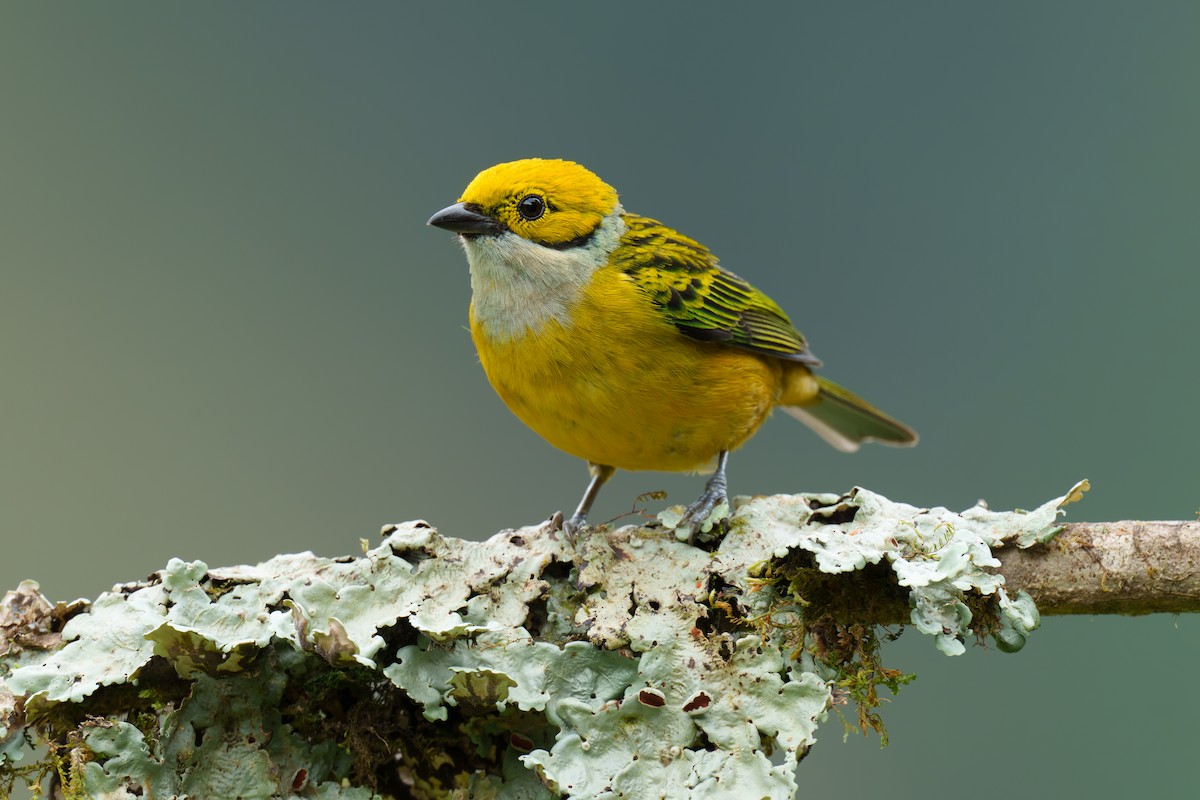 Silver-throated Tanager - ML584638041