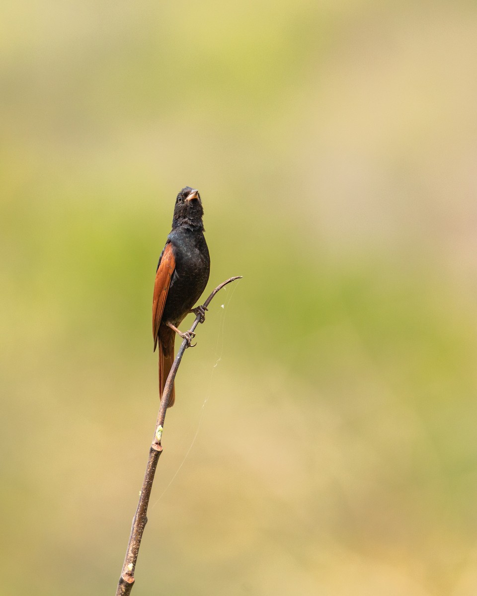 Crested Bunting - ML584641471