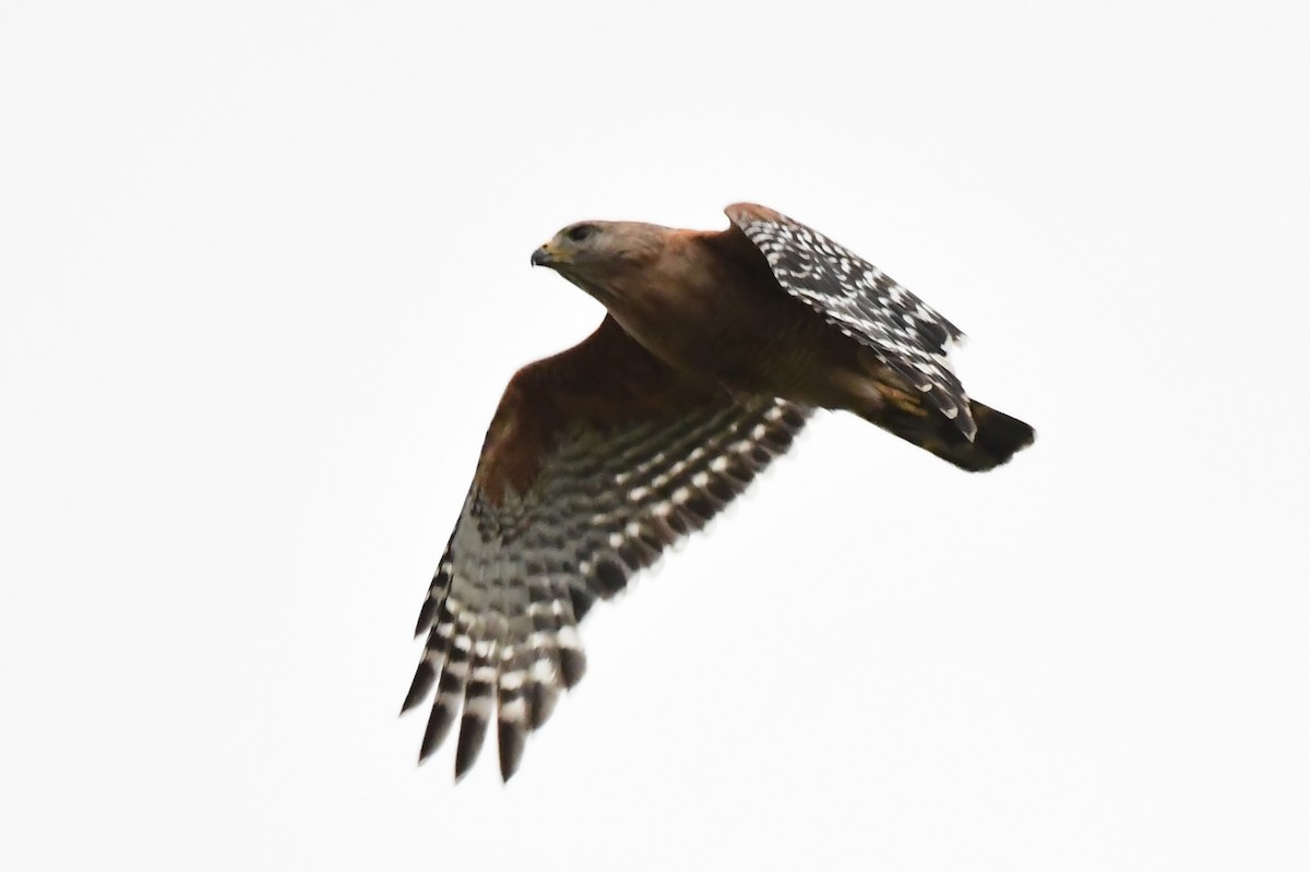 Red-shouldered Hawk - Miguel Arribas Tiemblo