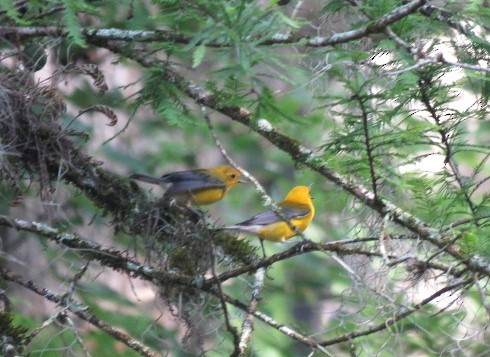 Prothonotary Warbler - ML584643921