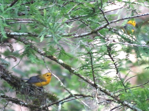 Prothonotary Warbler - ML584643981