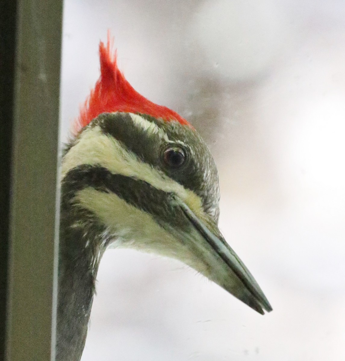Pileated Woodpecker - ML584644121
