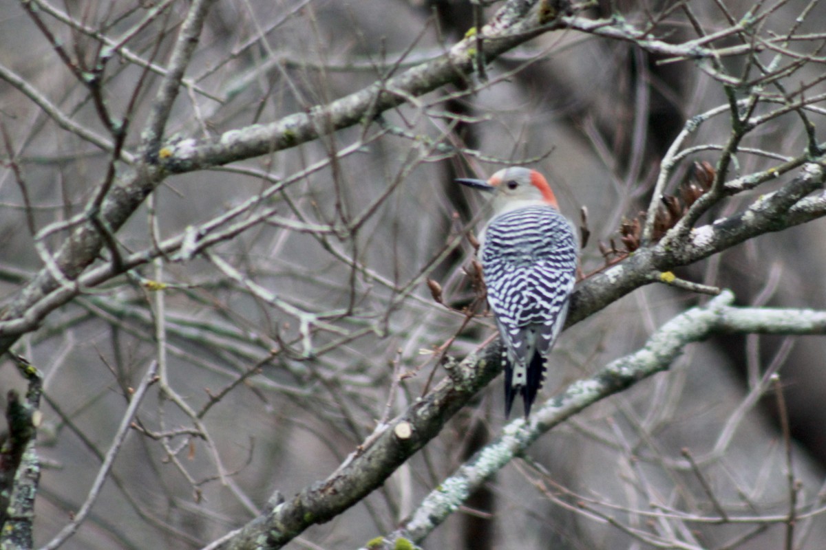 Red-bellied Woodpecker - Zac Cota