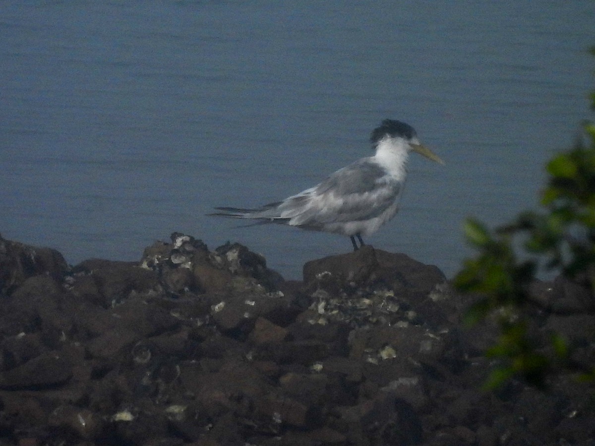 Great Crested Tern - ML584649381
