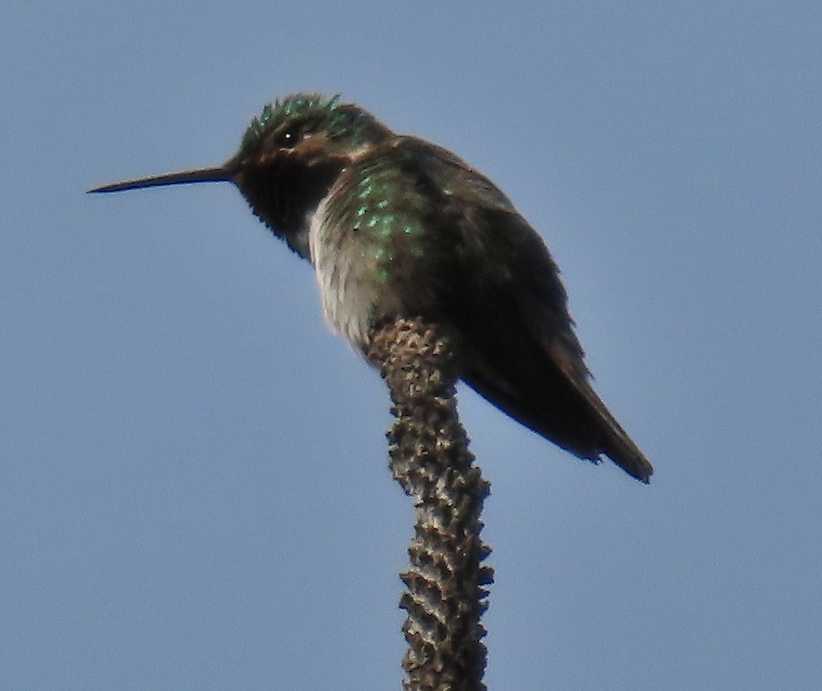 Broad-tailed Hummingbird - ML584652061