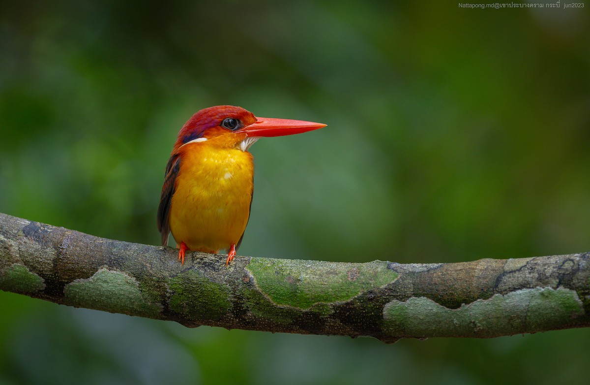Rufous-backed Dwarf-Kingfisher - Nattapong Banhomglin