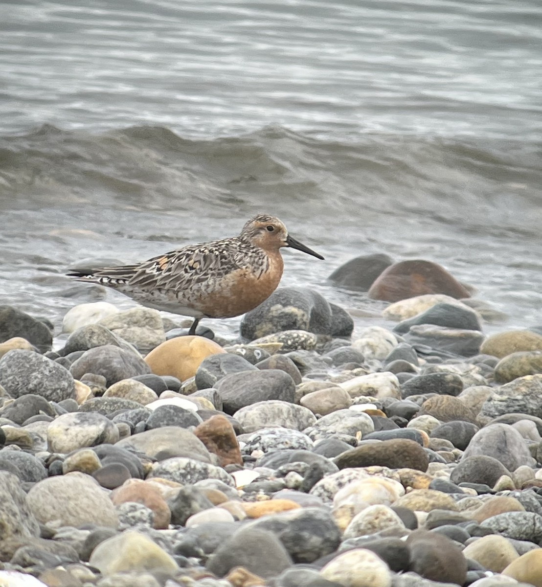 Red Knot - ML584664351