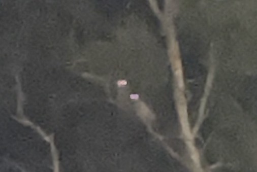 Сова-голконіг плямиста - ML584668211
