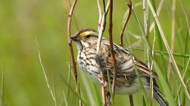 Savannah Sparrow - ML584673141