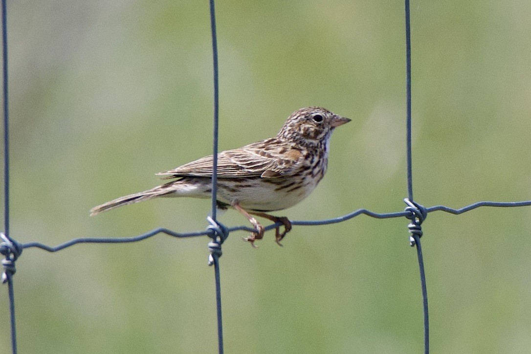 Vesper Sparrow - gene collins