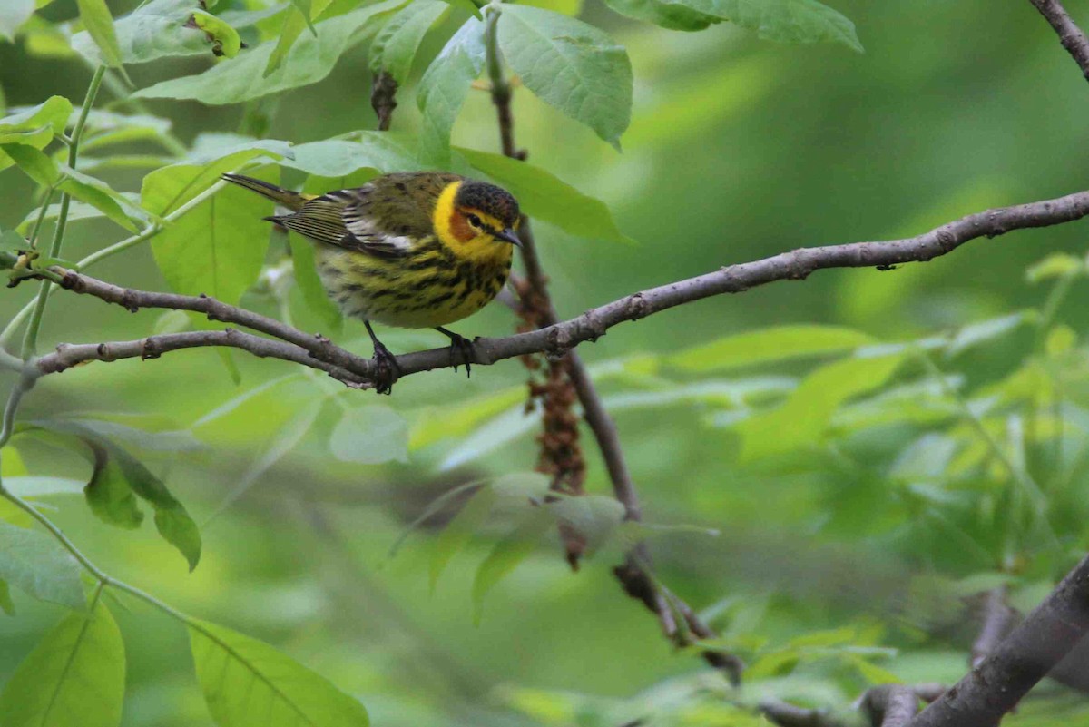 Cape May Warbler - ML58467821