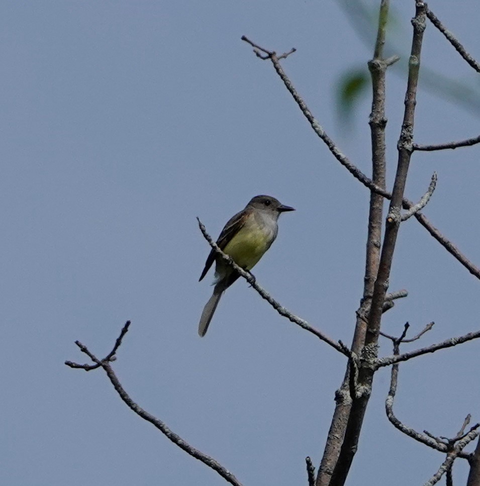 Great Crested Flycatcher - ML584678911