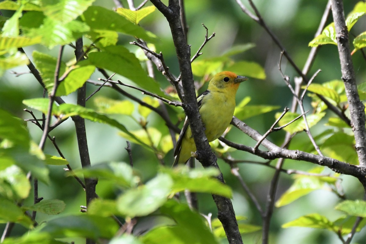Western Tanager - ML584684691