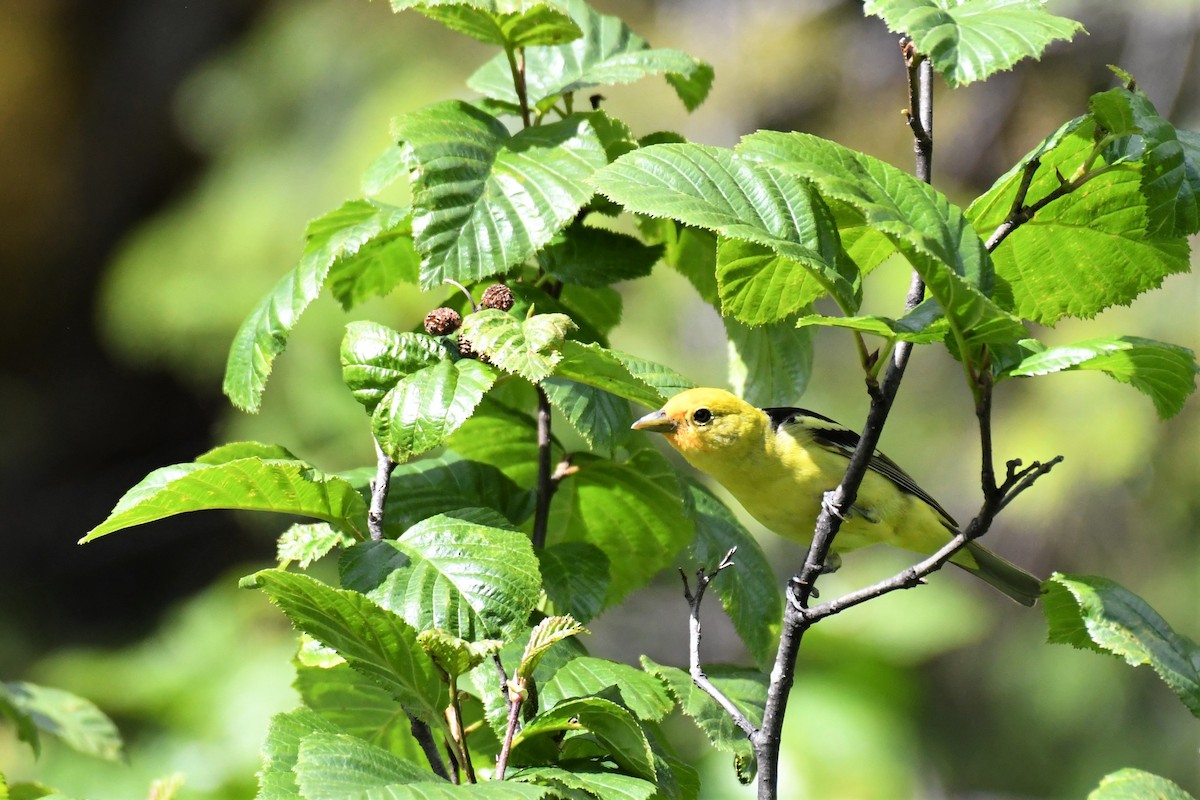 Western Tanager - ML584684701