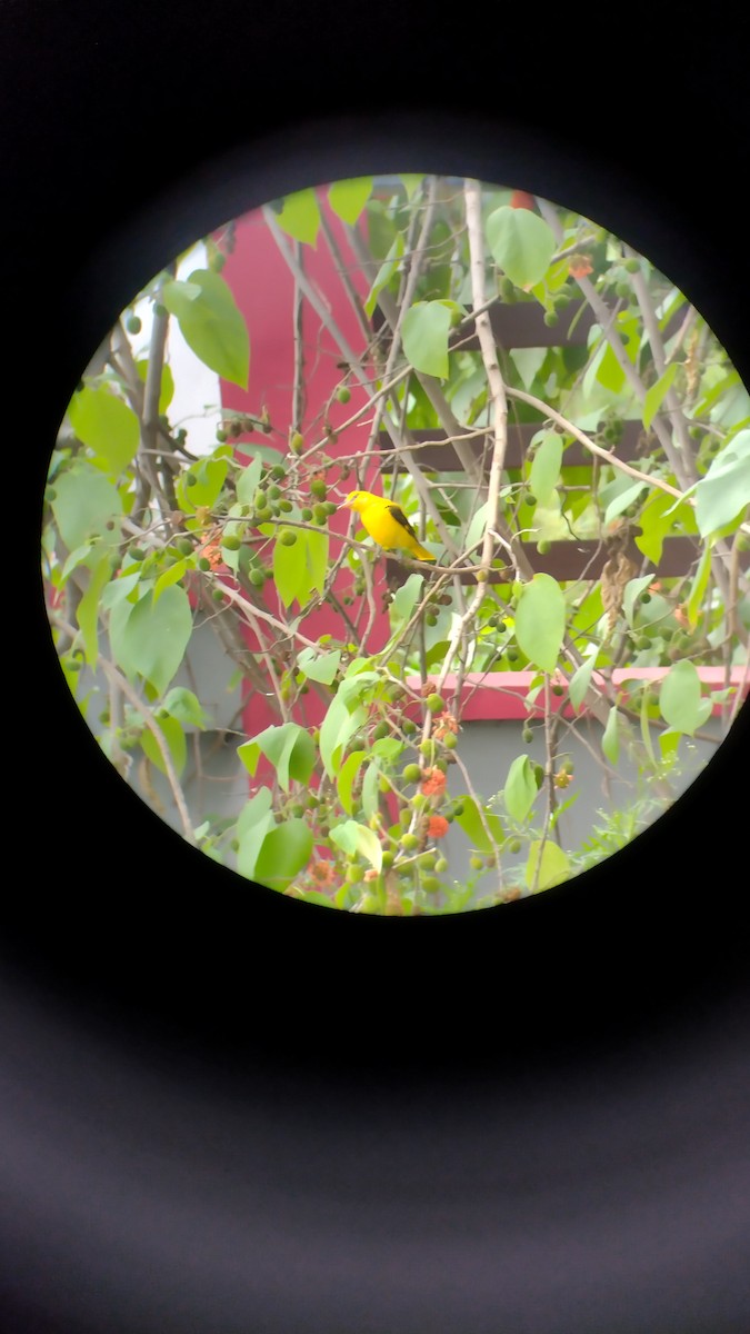 Indian Golden Oriole - ML584684981