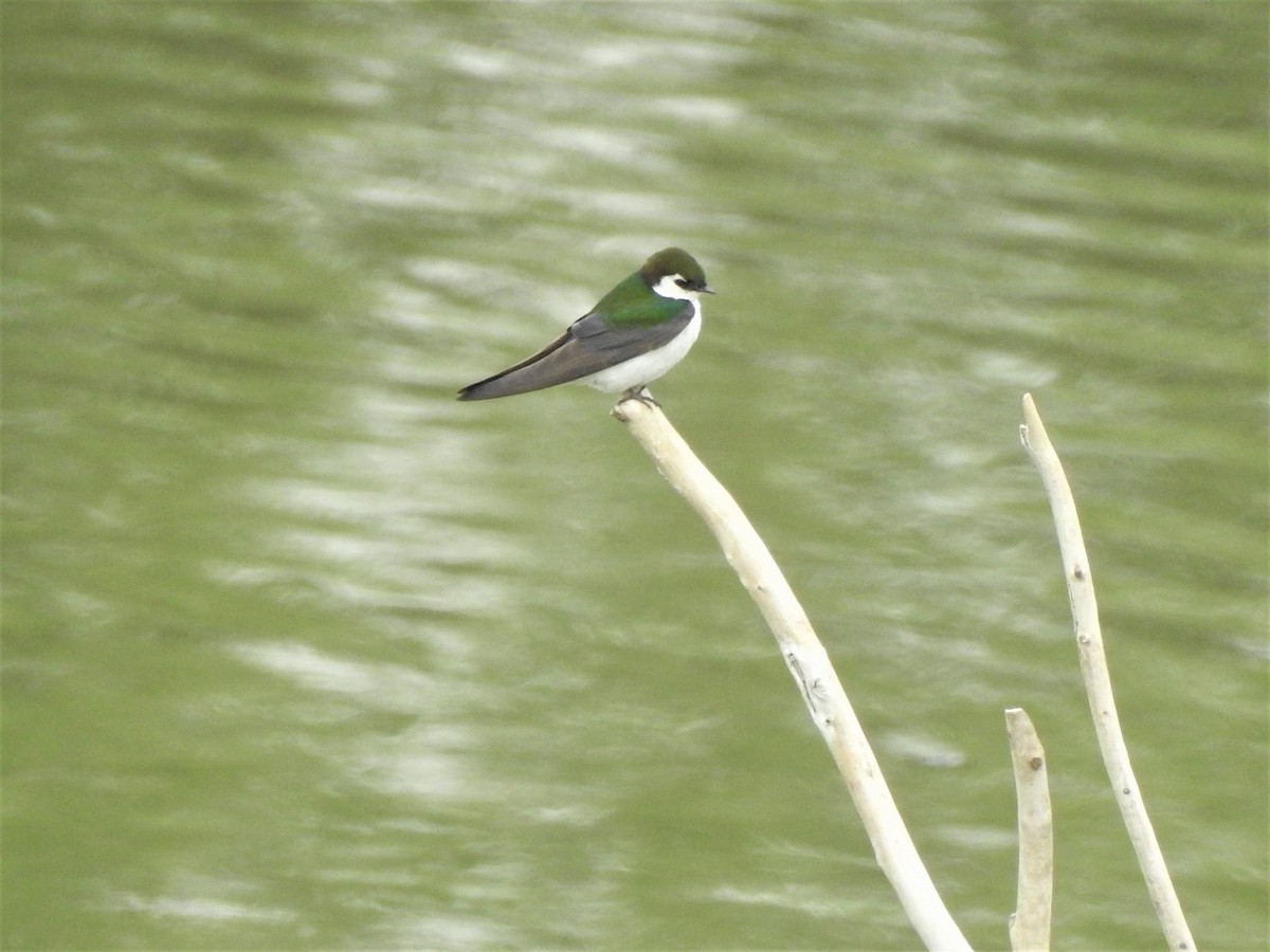 Violet-green Swallow - ML584685621