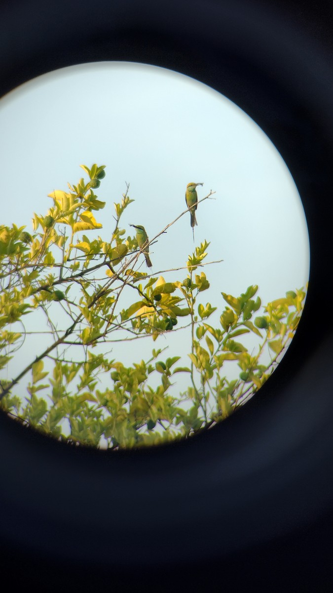 Asian Green Bee-eater - ML584685781
