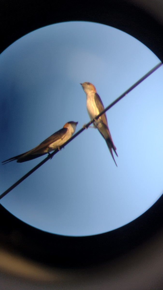Red-rumped Swallow - ML584685831